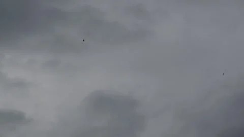 Birds Flying Through Dark Overcast Sky Vídeos de archivo 334852191