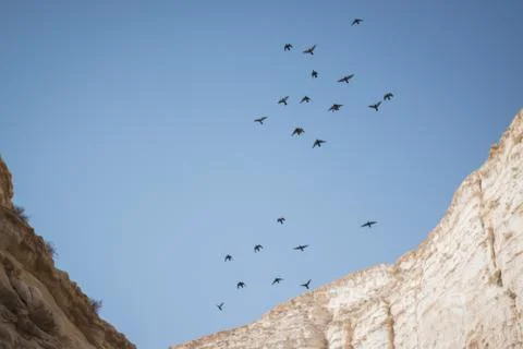 Birds flying through mountains Stock Photos