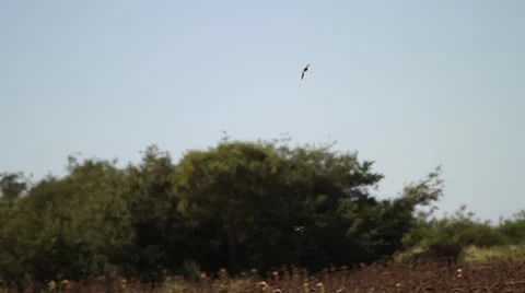 Birds Flying Through Sunflower Fields 4 Stock Footage 23424836