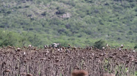Birds Flying Through Sunflower Fields 2 Stock Footage 23427545
