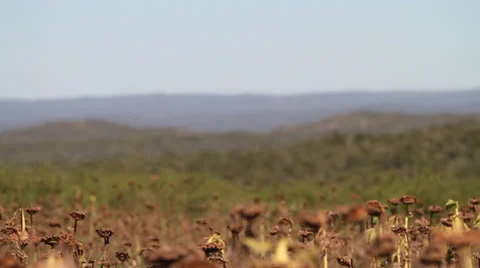 Birds Flying Through Sunflower Fields Stock Footage 23428385