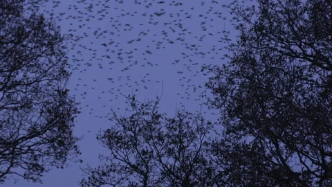 Birds flying through trees in the evening light England awesome nature UK 4K Stock Footage 170157466