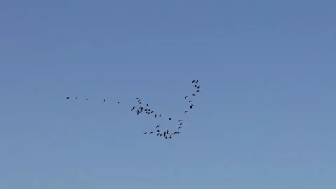 Birds flying together and spread out Stock Footage