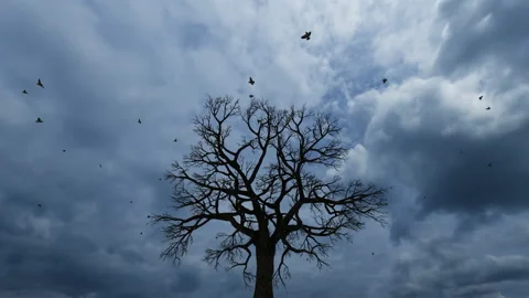 Birds flying on top of a decidous tree, gray clouds of rain in the sky Stock Footage 167881981