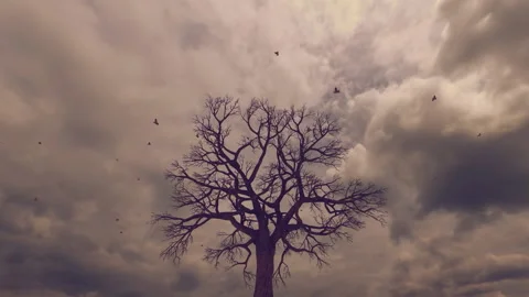 Birds flying on top of a decidous tree, cloudy day, sepia colours 스톡 동영상 170925166