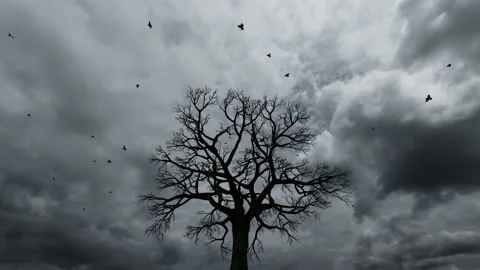 Birds flying on top of a decidous tree, cloudy day, gray and dark video Stock Footage 194414733