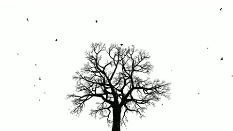 Birds flying on top of a decidous tree, black and white Stock Footage 205837693