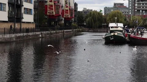 Birds flying towards boat and floating mid-air waiting for food - slow motion Stock Footage 211123797