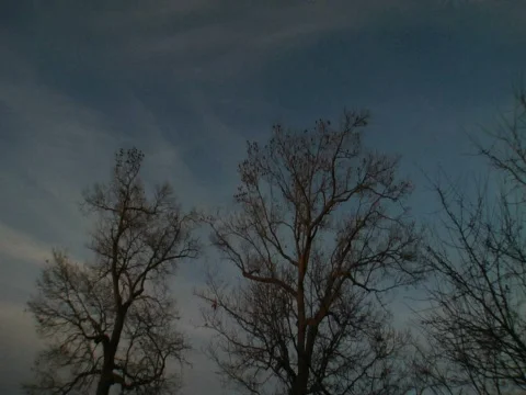 Birds Flying From a Tree 01 Vídeo Stock 357085