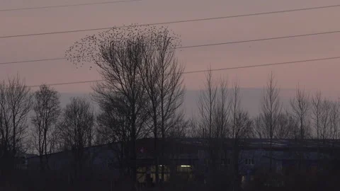 Birds flying from tree in the evening light England awesome nature UK 4K Stock Footage 204880815