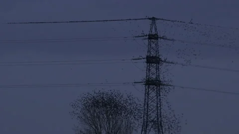 Birds flying from tree in the evening light England awesome nature UK 4K Video stock 204924806