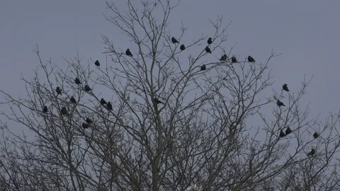 Birds flying from tree fast as if shocked by noise England UK 4K Stock-Footage 206018506