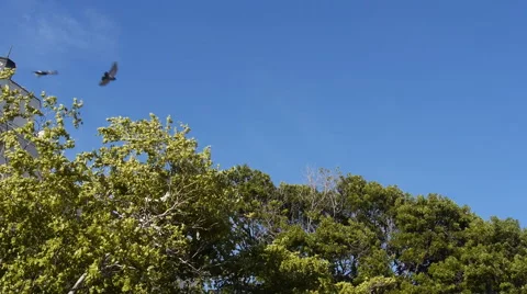 Birds flying to tree tops - scared birds Stock Footage 43031484