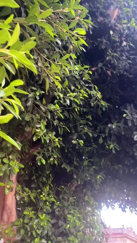 Birds flying in a tree. Vertical video Stock Footage 286740174