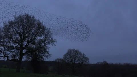 Birds flying by trees in the evening in amazing numbers England murmuration Stock Footage 169775990