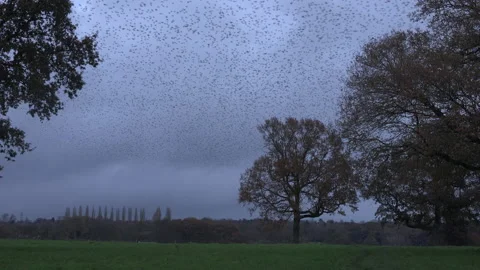 Birds flying in trees the evening light England awesome nature UK 4K Video stock 170091027