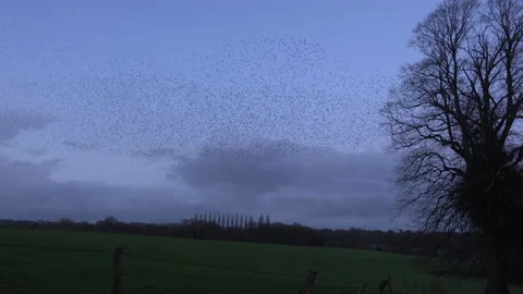 Birds flying by trees in large numbers England murmuration Video stock 169763170