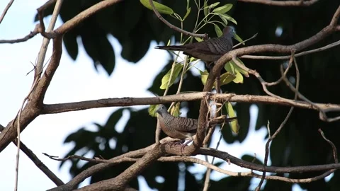 Birds flying in the trees in the park Stock Footage 160471477