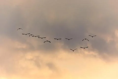Birds Flying in Twilight Stock Photos