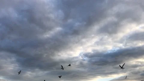 Birds flying under the clouds Stock Footage 145898997