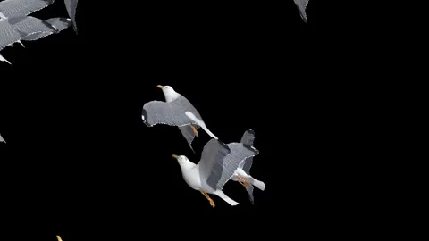 Birds flying up6 Stock Footage 339287386
