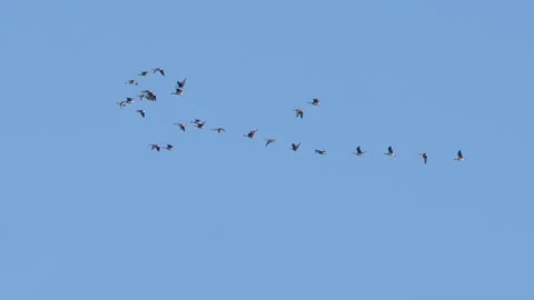 Birds Flying in V Formation. Flock of Birds in V Shaped Flight Formation 스톡 동영상 276456516