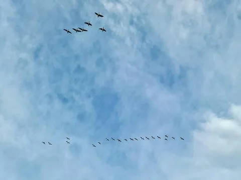 Birds flying in V formation migrating across blue sky Stock Photos