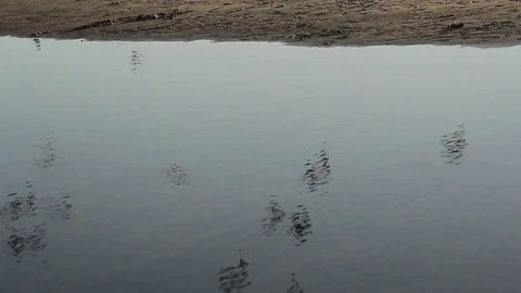 Birds flying in water reflection Stock Footage 71203344