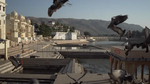 Birds Flyng Stock Footage 111790556
