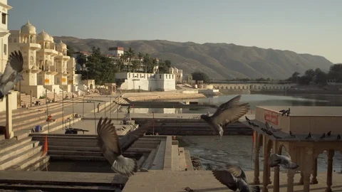 Birds Flyng Stock Footage 111812129