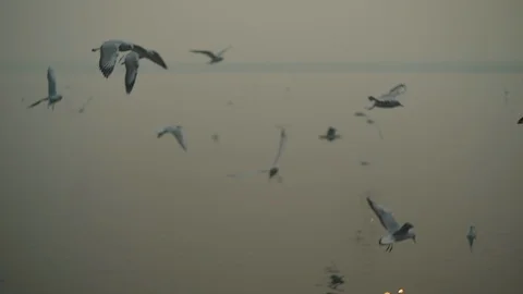 Birds Flyng Stock Footage 112037789