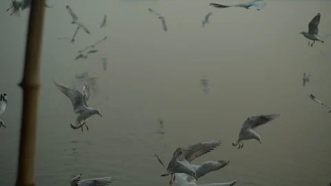 Birds Flyng Stock Footage 112037908