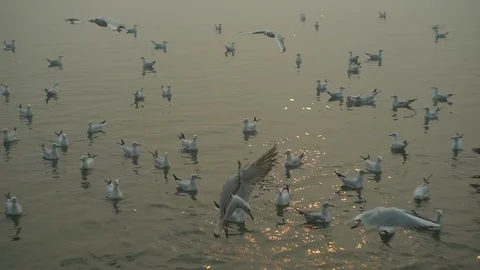 Birds Flyng Stock Footage 112038120