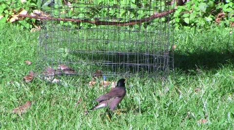 Birds 動画素材 372422