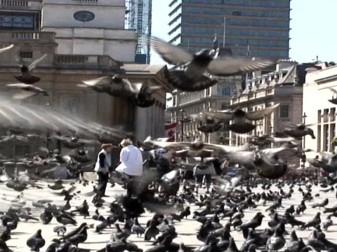 Birds Stock Footage 489870