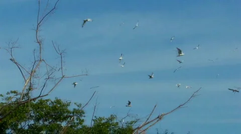 Birds Stock Footage 510022