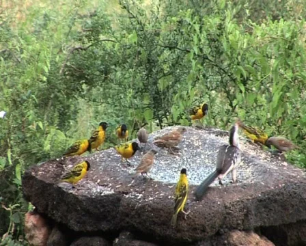 Birds  Video stock 558910