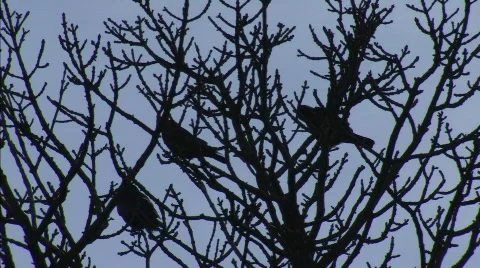 THE BIRDS Stock-Footage 568147