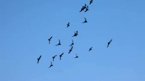 Birds Stock Footage 667651