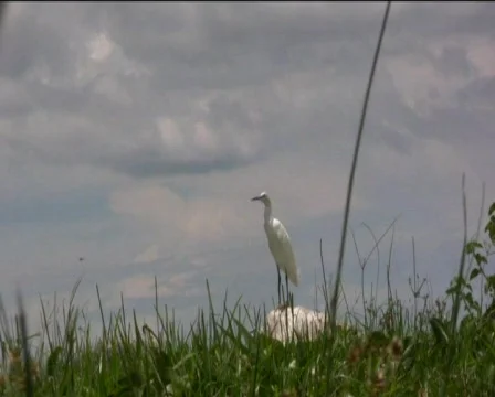 Birds Stock Footage 740486