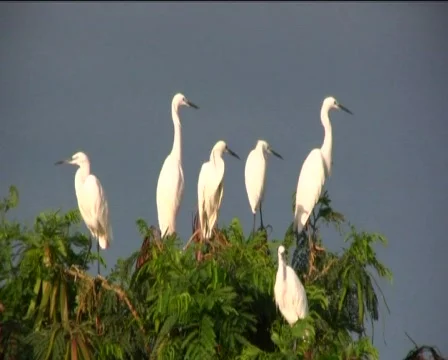 Birds Stock Footage 740527