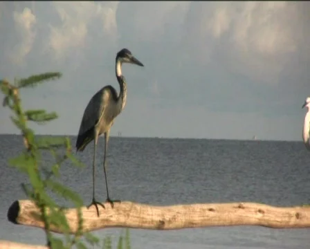 Birds Video stock 740572