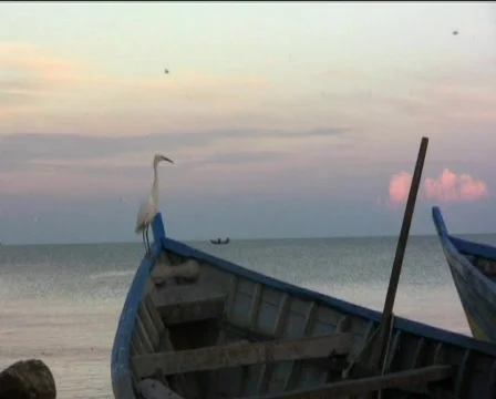 Birds  Stock Footage 747641