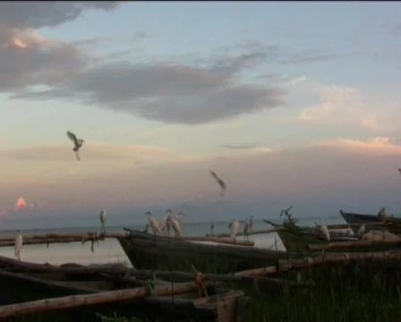 Birds Stock Footage 747708