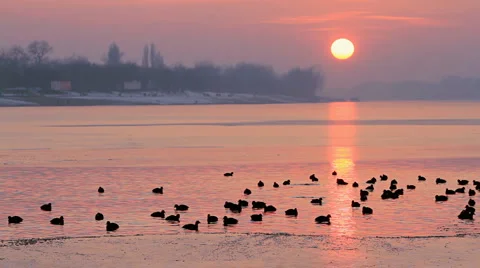 Birds Stock Footage 1098297