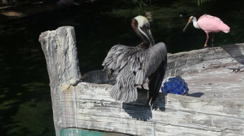 Birds Stock Footage 3880210