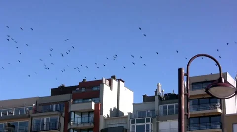 Birds Stock-Footage 7736872