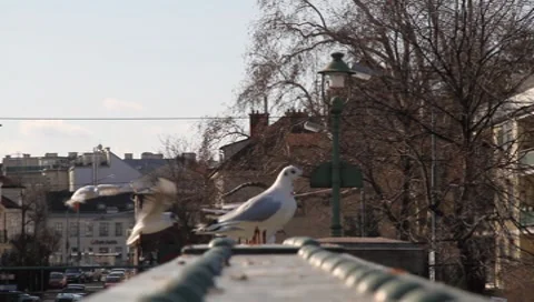 Birds Vídeos de archivo 7905134
