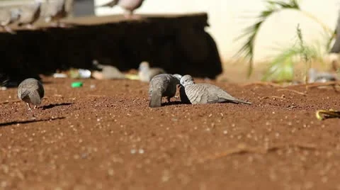 Birds Stock Footage 8987721