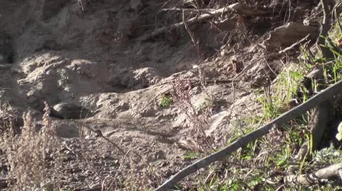 Birds Stock Footage 8992177